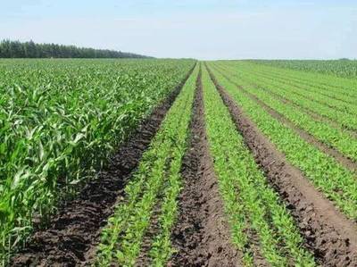 環保科普 從土壤污染到農作物安全——守護種子，守護未來