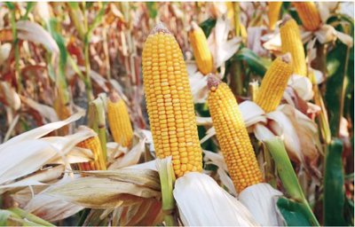 隆平生物玉米種子 科技育種結碩果，現代農業展新篇