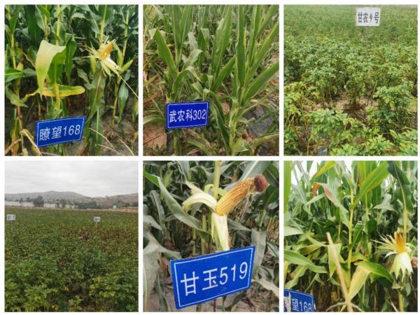 通渭縣種子服務站引領種業創新，新品種試驗示范觀摩活動促農增收