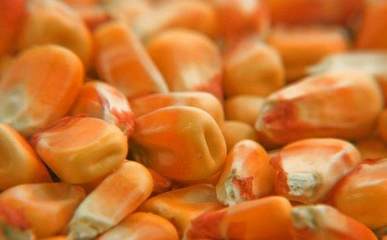 農作物種子選購全攻略 科學選種，豐收保障