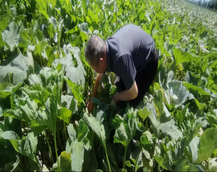 為豐收護航 農牧業技術推廣中心深入制種基地檢查，筑牢現代農業根基