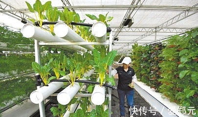 太空種子 神舟十二號的特殊“乘客”，為農業插上科技翅膀