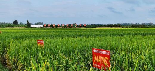 湖北省新增29個國家和省級農作物展示評價基地，筑牢現代種業發展根基