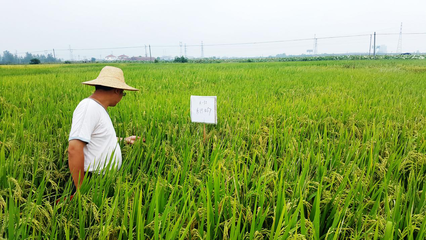 攜手并進，共創未來 網總管與禾佳源農業共建特用型農作物種子新篇章
