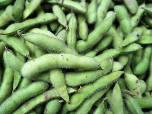 農村大嫂巧種優質蔬菜，年收兩茬創收高，畝收益達1.2萬元