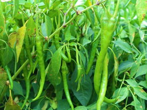 6畝收入54000元，被老鄉稱作“搖錢樹”的種子，到底種啥這么賺錢？