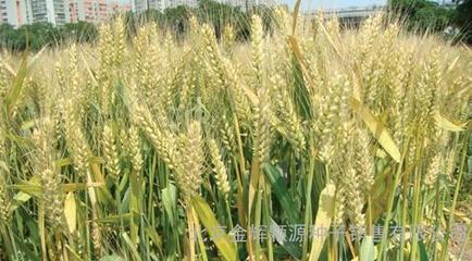 農作物種子輪選518小麥種子 購買渠道與市場價格指南